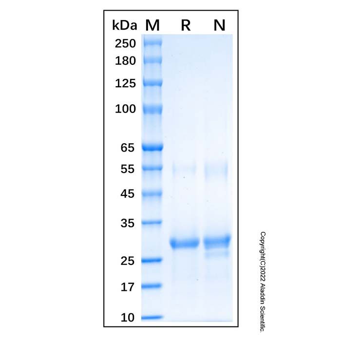 Recombinant Human AMPK alpha 1 Protein