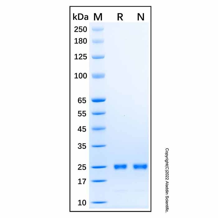 Recombinant Human UBCH6/UBE2E1 Protein