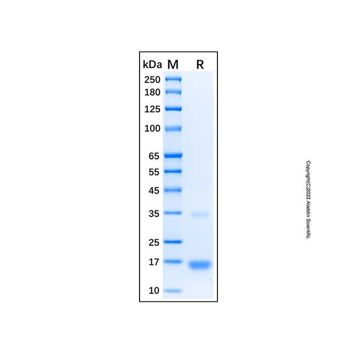 Recombinant Human BIM Protein