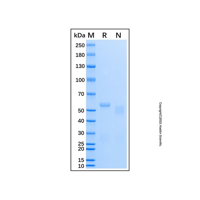 Recombinant Human ATM Protein