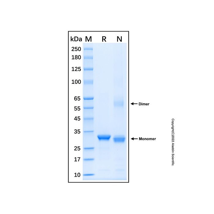 Recombinant Human ATR Protein