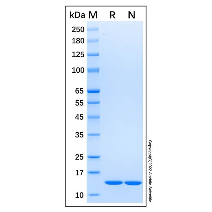 Recombinant Human Galectin-7 Protein