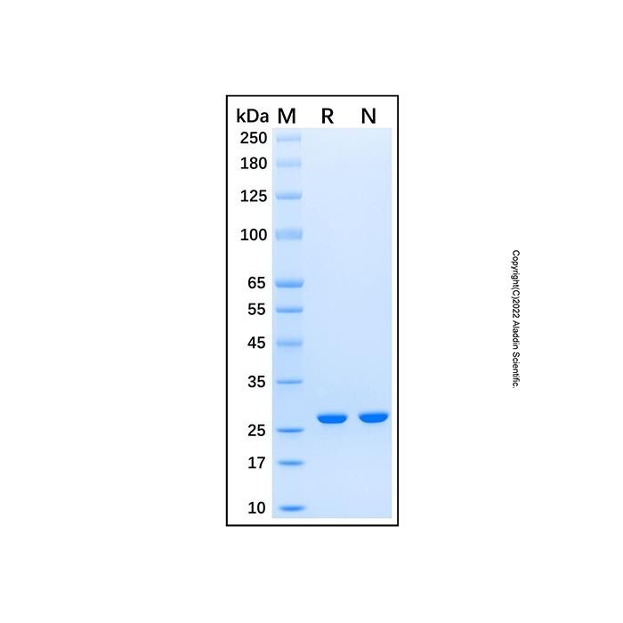 Recombinant Human Nicotinamide N-Methyltransferase/NNMT Protein