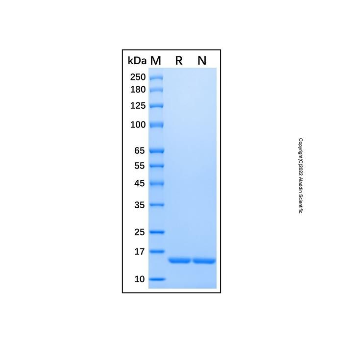 Recombinant Human IL-36 alpha/IL-1F6 Protein