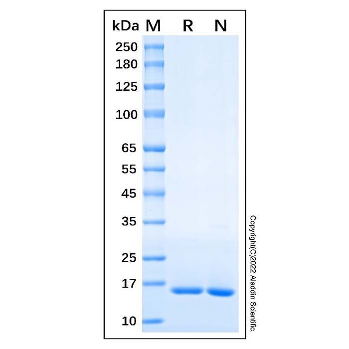 Recombinant Human IL36 beta/IL-1F8 Protein
