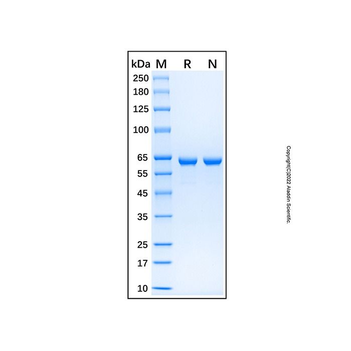 Recombinant Human SHP-2 Protein