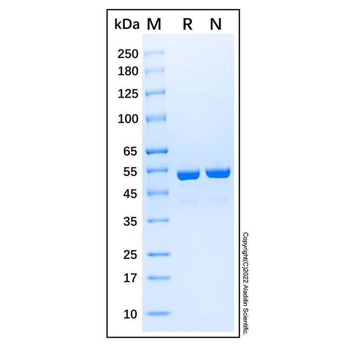 Recombinant E. coli Glycerol kinase Protein