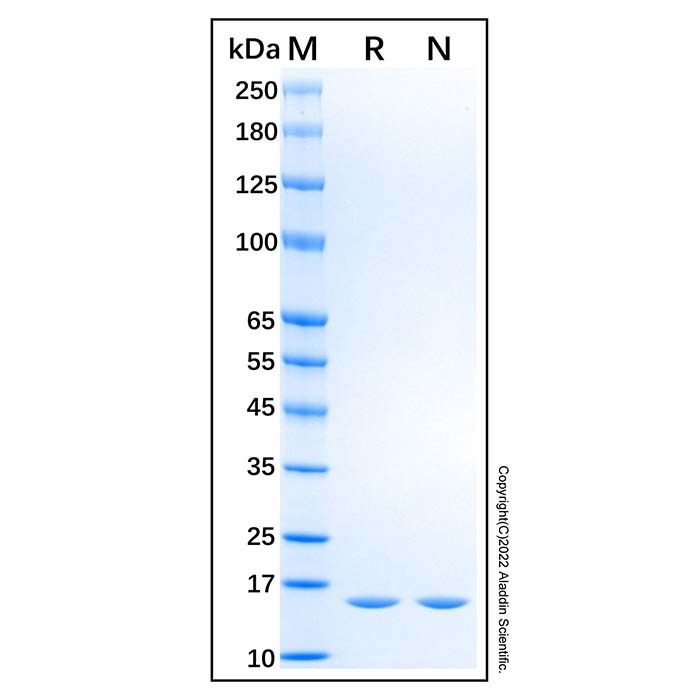Recombinant Rat IL-1 alpha/IL-1F1 Protein