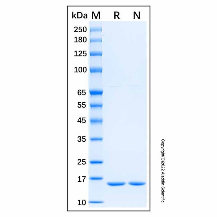 Recombinant Mouse IL-1 alpha/IL-1F1 Protein