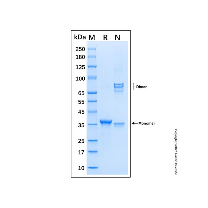 Recombinant Human HIF-2 alpha Protein