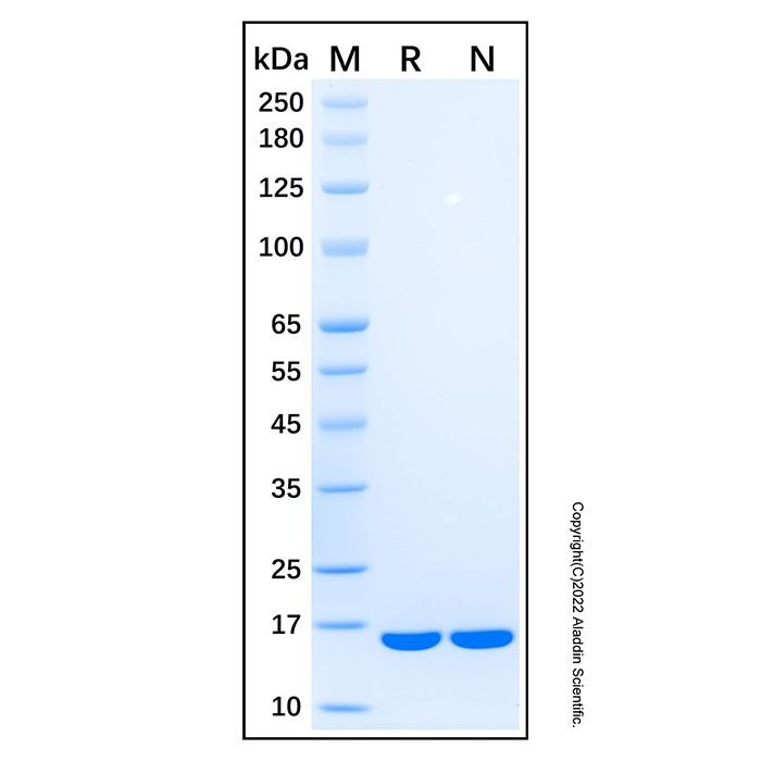 Recombinant Mouse IL-1ra/IL-1F3 Protein