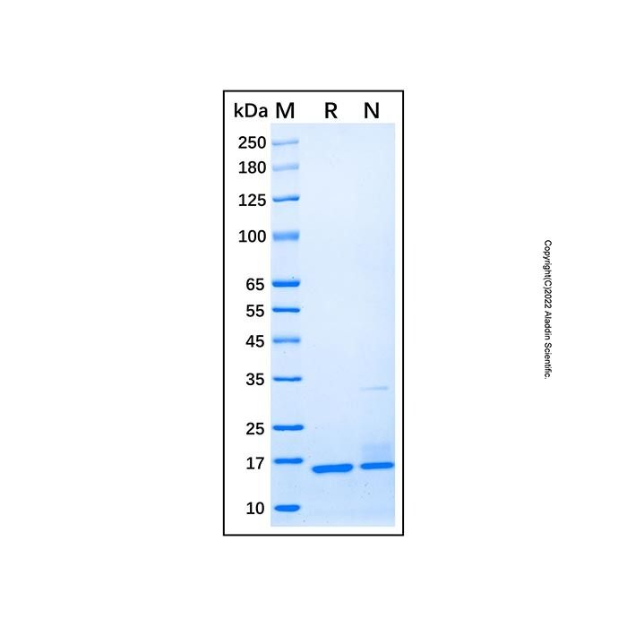 Recombinant Mouse IL-36 gamma/IL-1F9 Protein