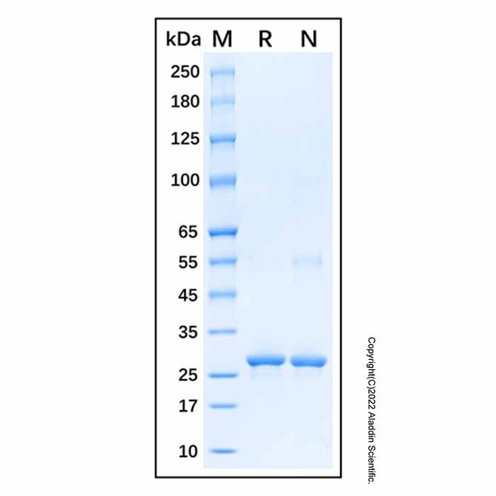 Recombinant Human Cytokeratin 9 Protein