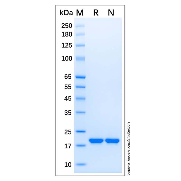 Recombinant Human Sonic Hedgehog/Shh (C24II) Protein