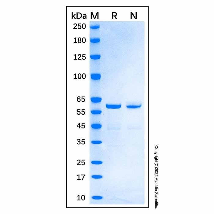 Recombinant Human Catalase Protein