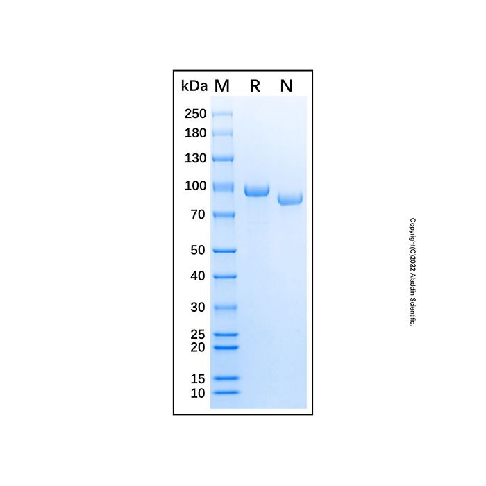Recombinant Human Complement factor B Protein