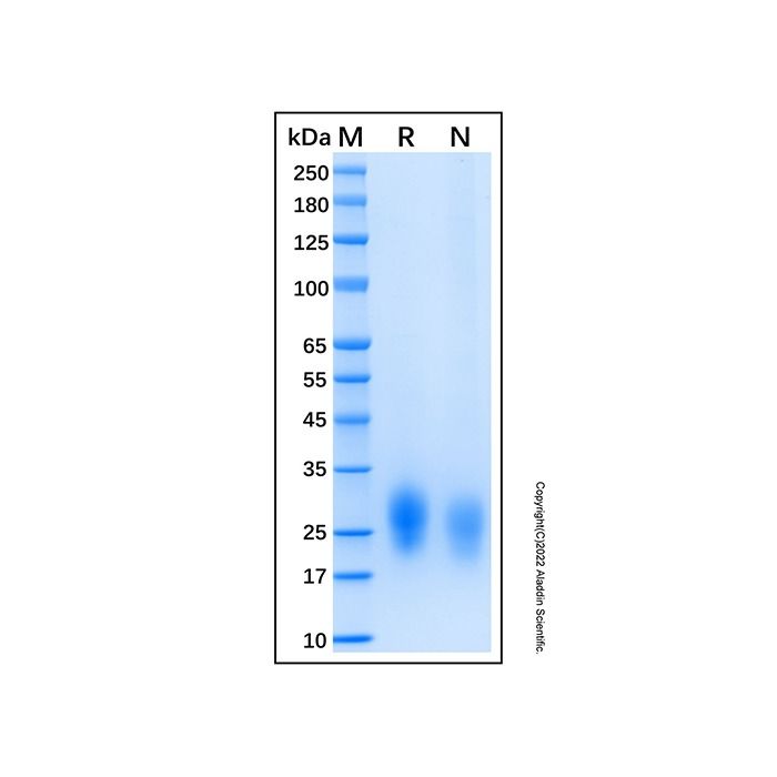 Recombinant Human GIPR Protein