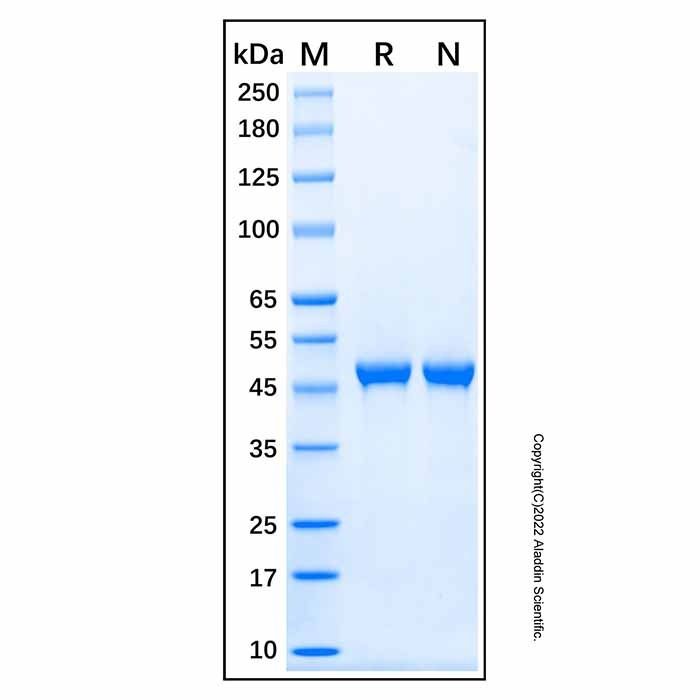 Recombinant Human SHP-1 Protein