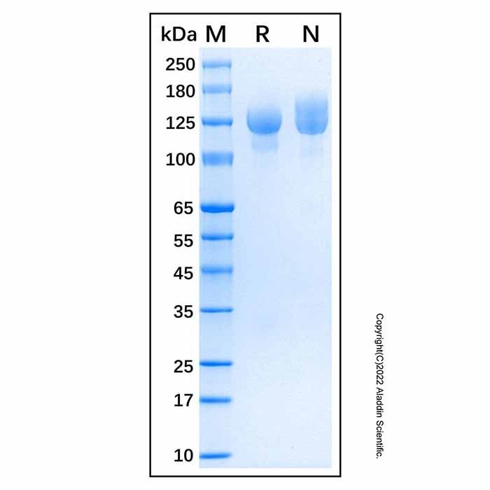 Recombinant Human DCC Protein