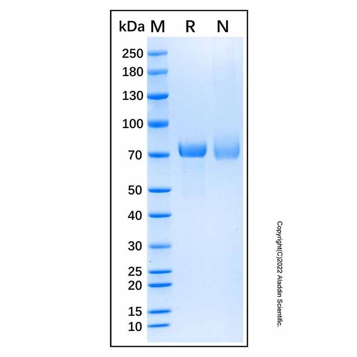 Recombinant Human Desmocollin-3 Protein