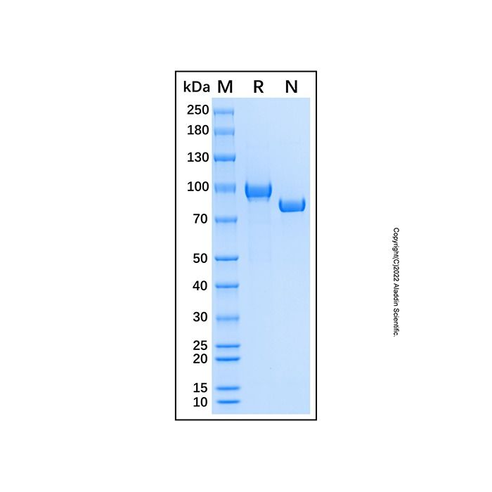 Recombinant Human Complement C7 Protein