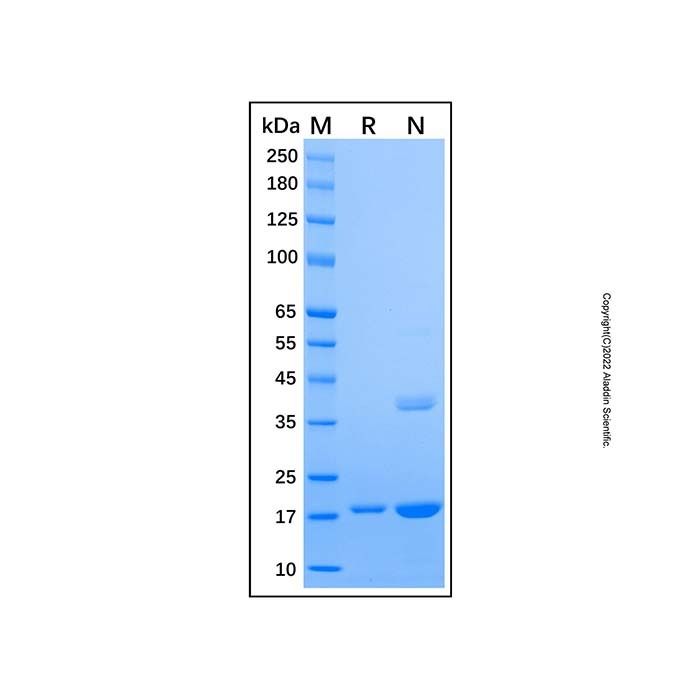 Recombinant Human dUTPase Protein
