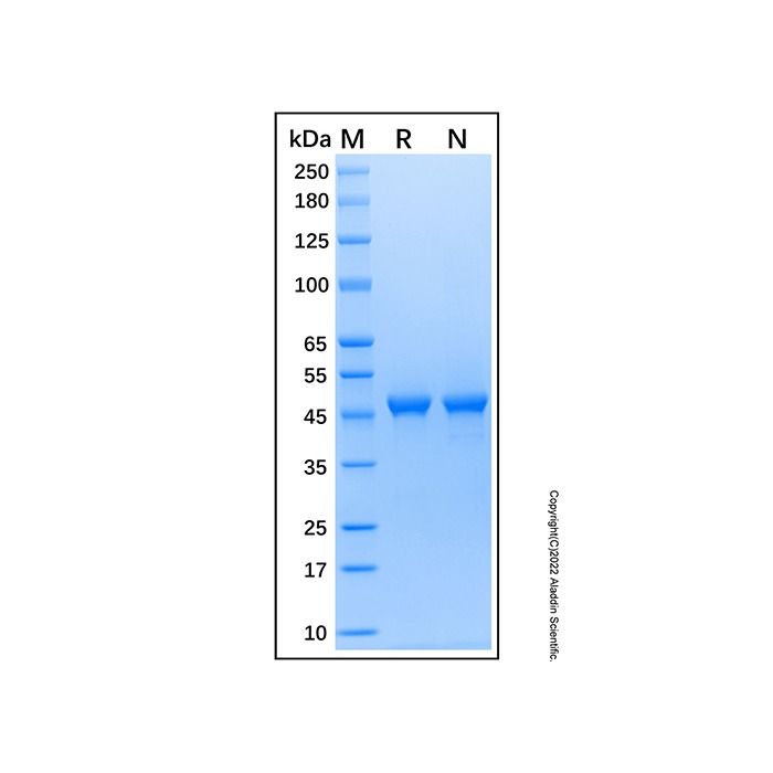 Recombinant Human ENO3 Protein