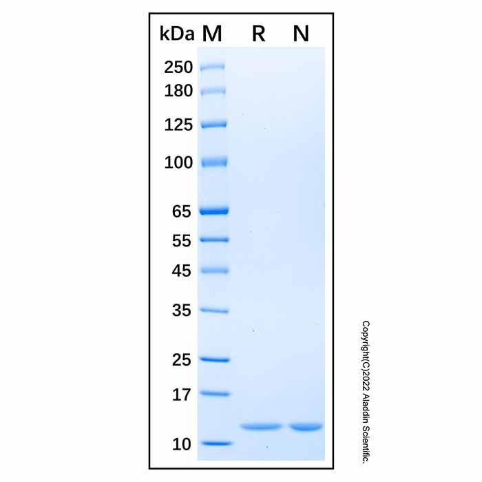 Recombinant Human Cpn10/HSPE1 Protein