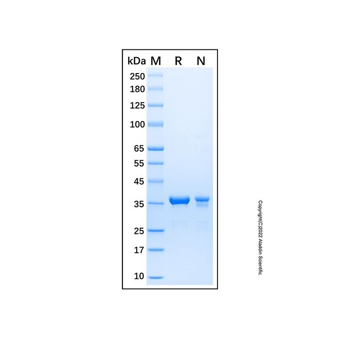 Recombinant Human PIG3 Protein