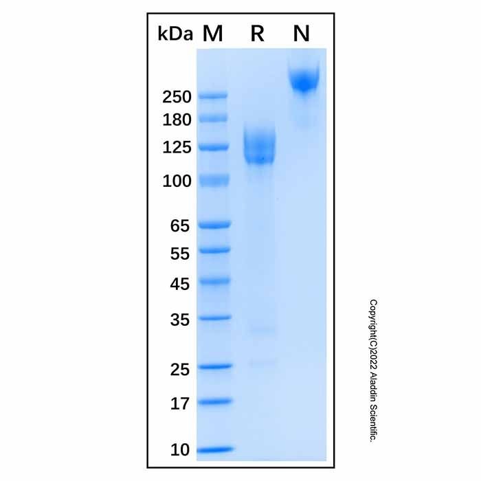 Recombinant Human DNER Protein
