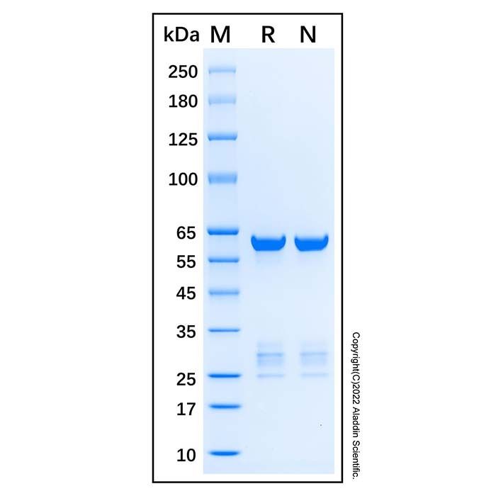 Recombinant Human PTPR sigma Protein