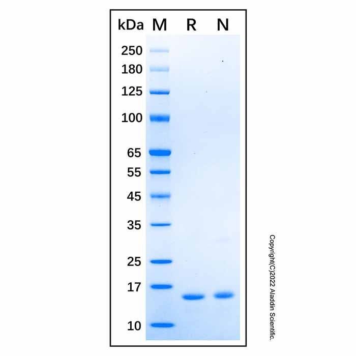 Recombinant Human DEFB118 Protein