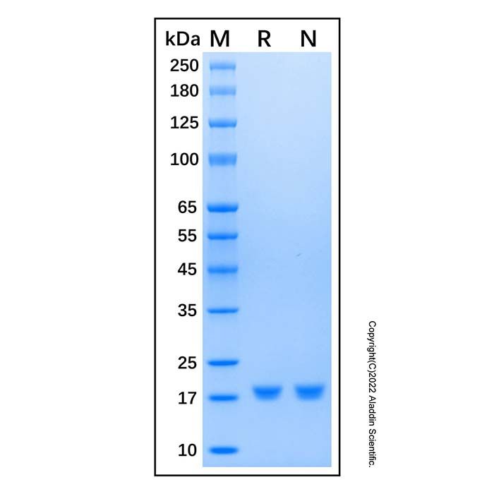 Recombinant Human Cyclophilin A Protein