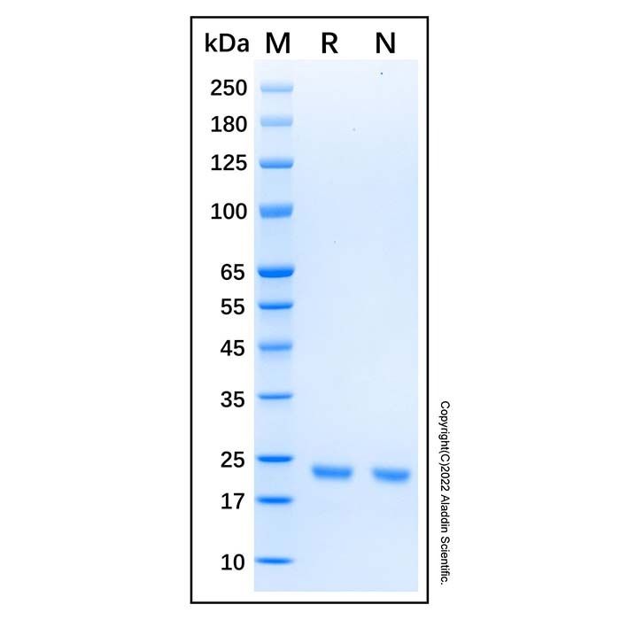 Recombinant Human KRAS (G12R) Protein