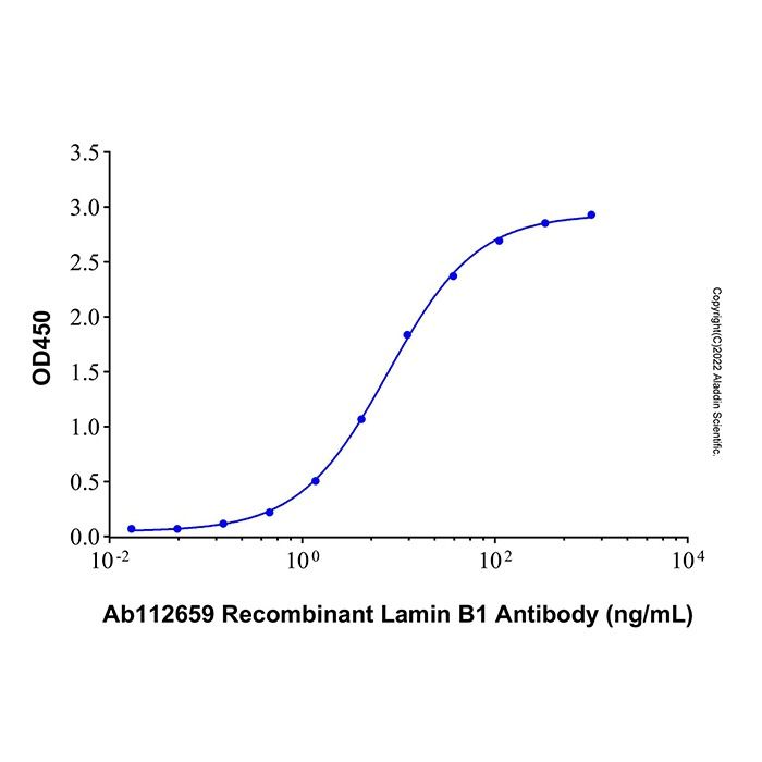 Recombinant Human Lamin B1 Protein
