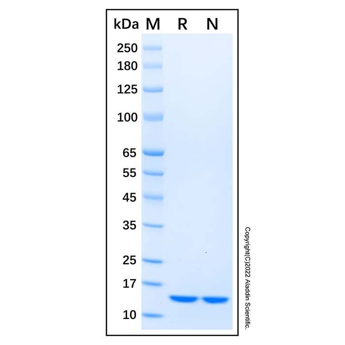 Recombinant Human FABP7/B-FABP Protein
