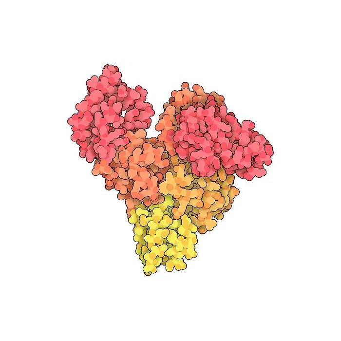 阿拉丁重组蛋白- 牛血清白蛋白(BSA)