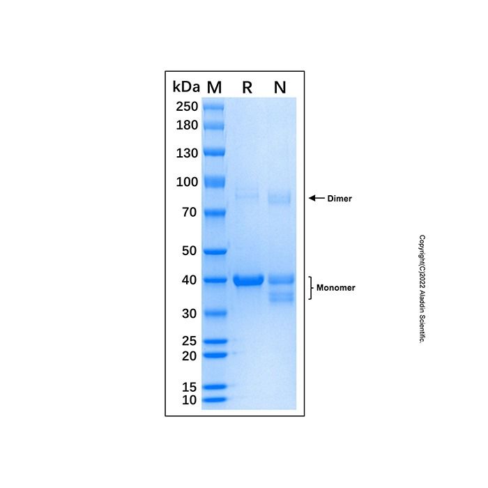 Recombinant Human c-Jun Protein