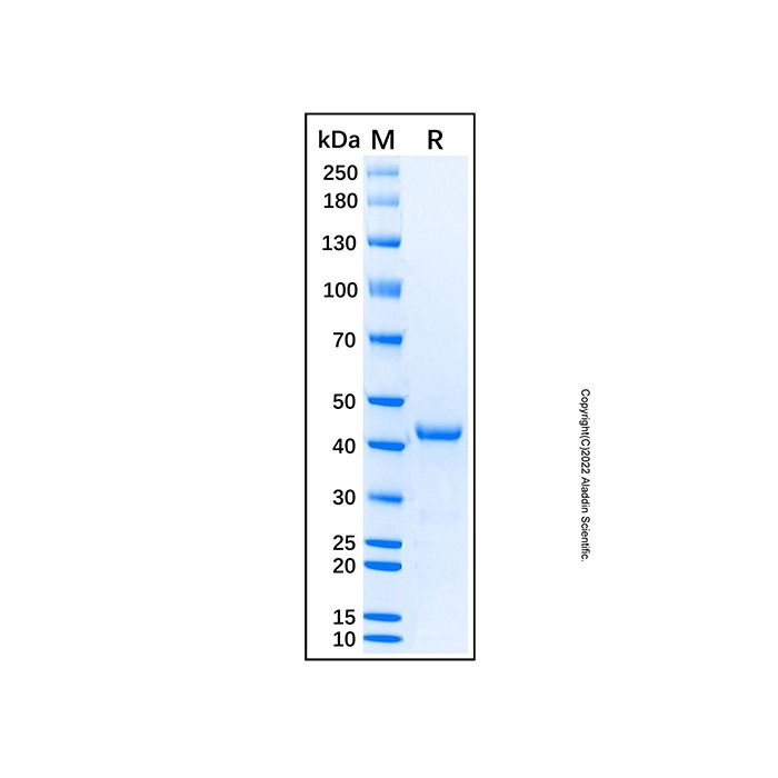 Recombinant Human MEK1 Kinase Protein