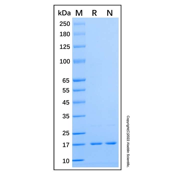 Recombinant Human Glukagon Protein