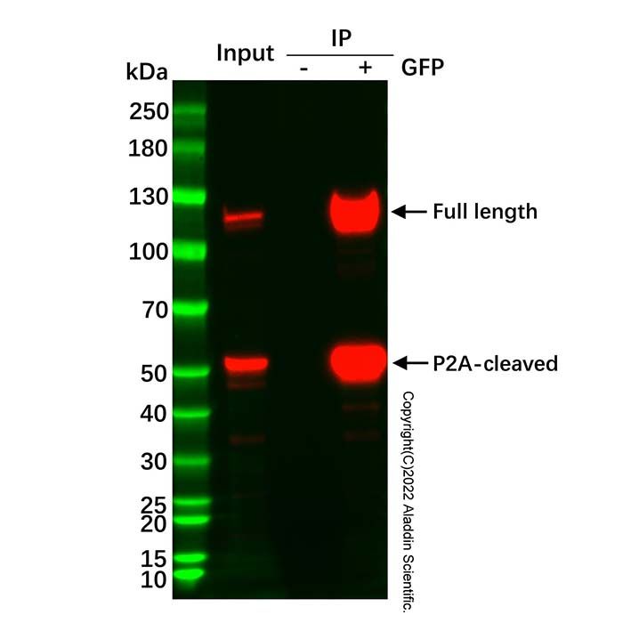 UltraBio™ Anti-GFP Magnetic Beads