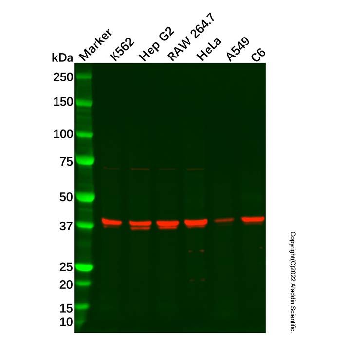 67kDa Laminin Receptor Antibody