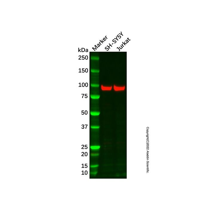 AGBL2 Antibody