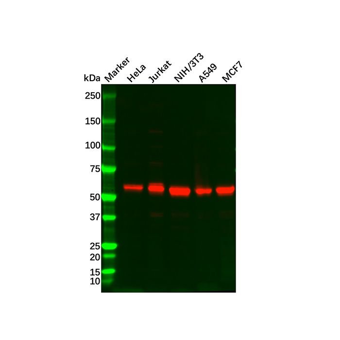 Recombinant AKT1/AKT2/AKT3 Antibody