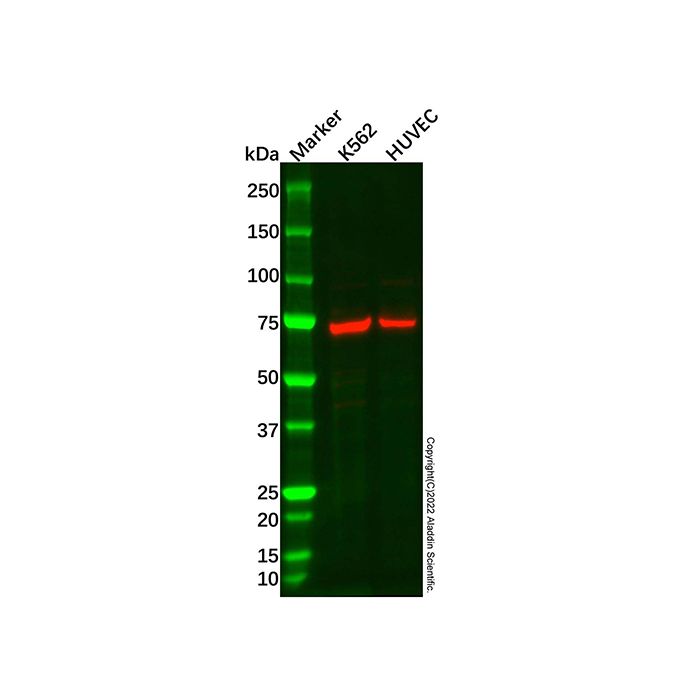 ANGPT2 Antibody