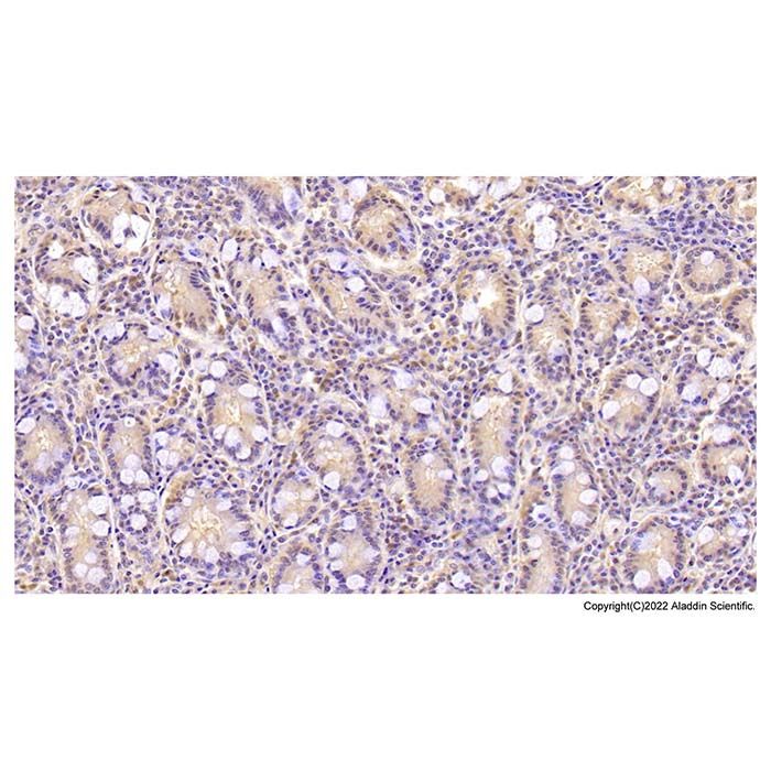 Annexin V/ANXA5 Mouse mAb