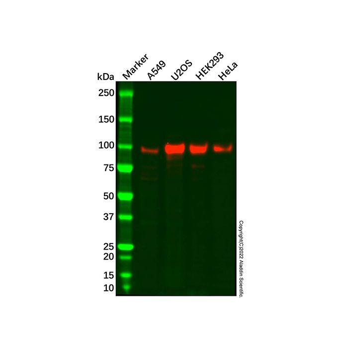 Recombinant ATF6 Antibody