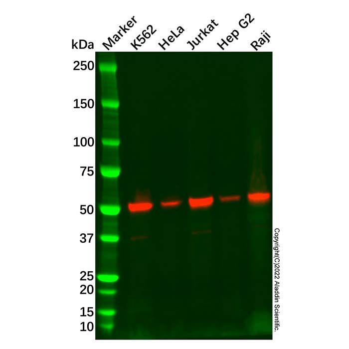 Recombinant ATG4C Antibody