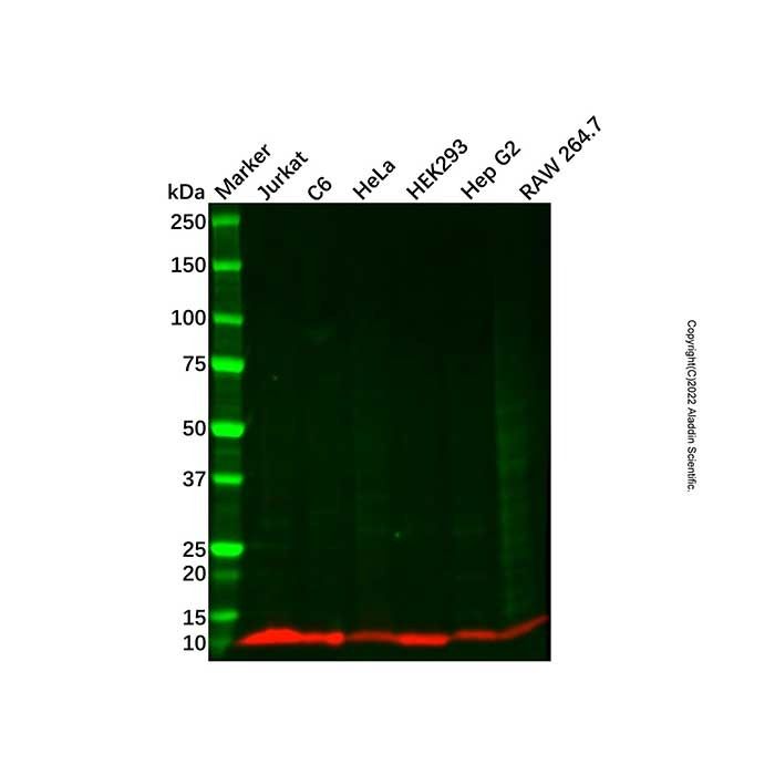Recombinant ATP5G1/G2/G3 Antibody