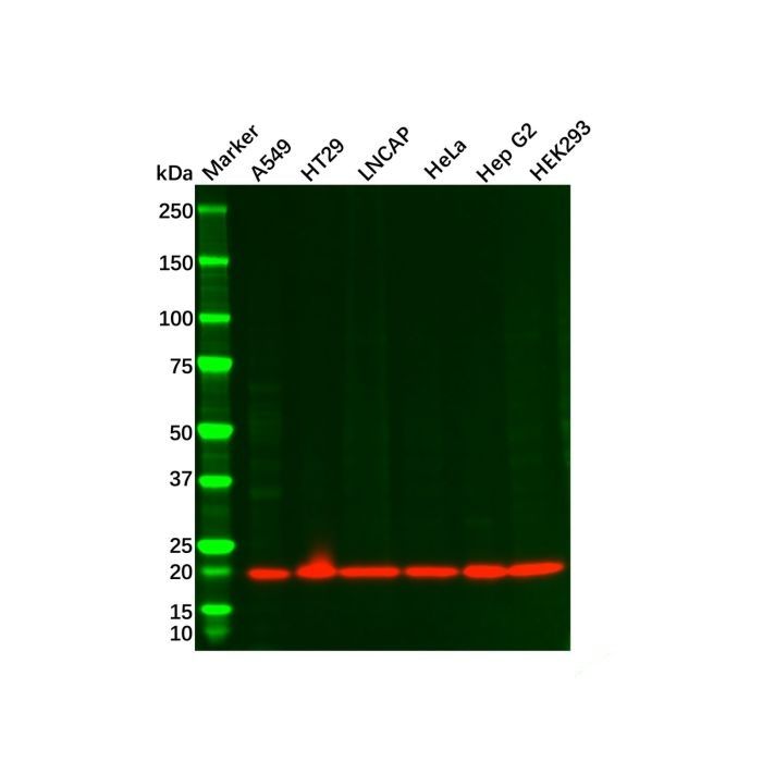 Recombinant Bax Antibody